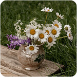 Gerbera